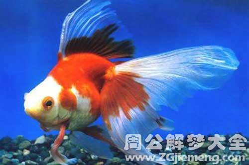 梦见拉鱼