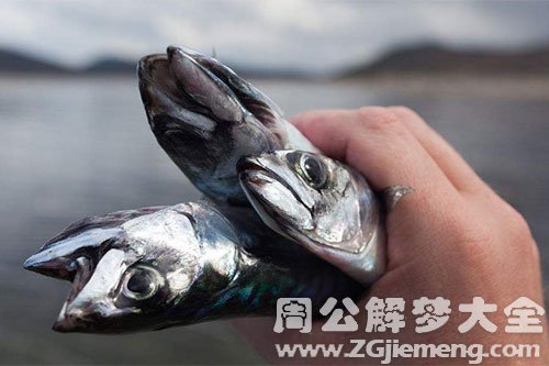 抓鱼