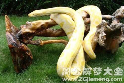 梦见金色的小蛇