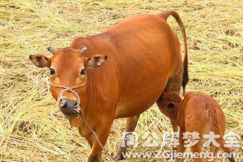 梦见牛下崽