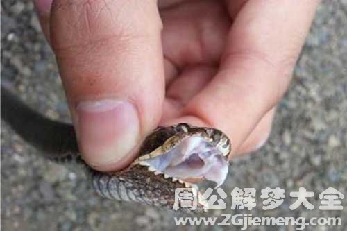 梦见右脚被蛇咬