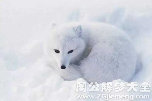 梦见小白狐