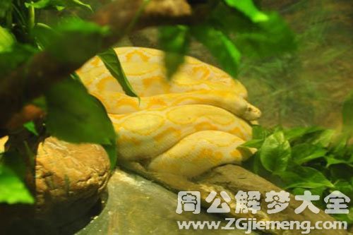 金蛇