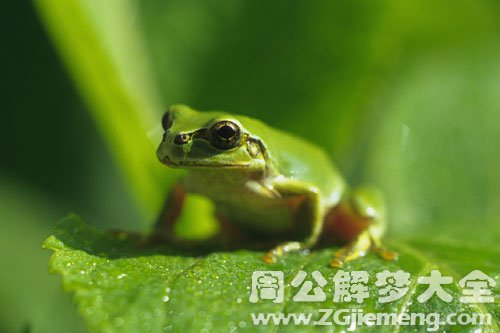 绿色的青蛙