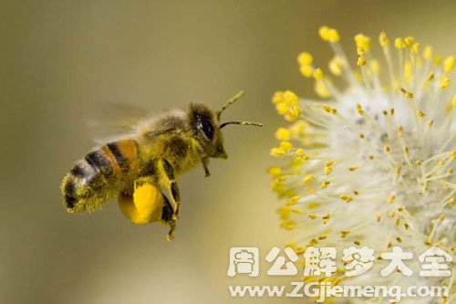 蜜蜂