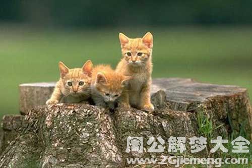 梦见赶猫