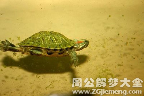 追乌龟
