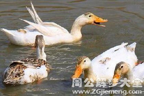 死鸭