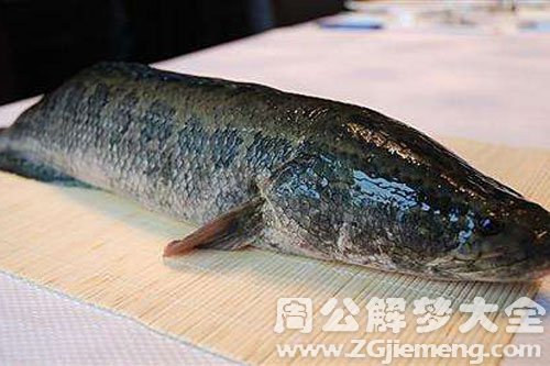 小黑鱼