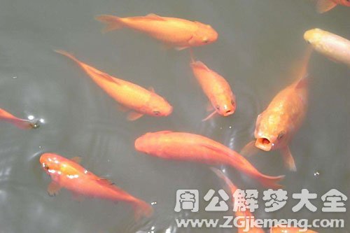 梦境解析，做梦梦到缸里好多鱼，寓意何在？