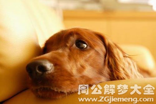 梦见被狗咬，解读梦境中的警示与启示