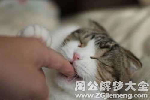 梦见手被猫咬