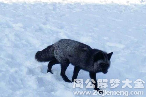 狐狸
