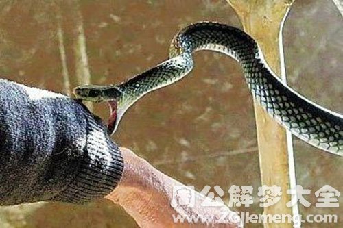 被蛇咬