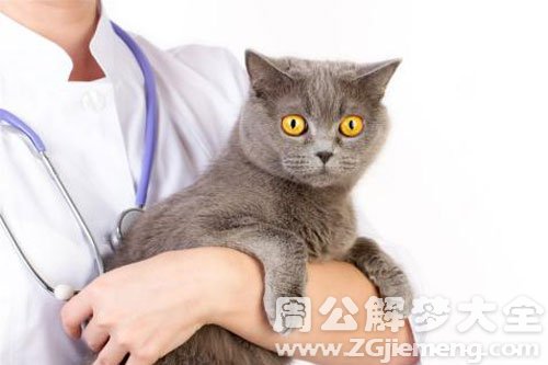 踩死猫