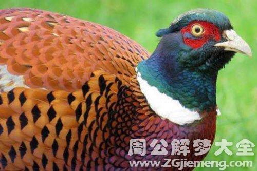 抓了一只野鸡