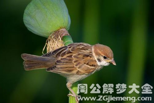 小麻雀