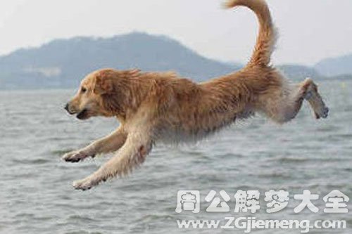 被亲戚家的狗咬