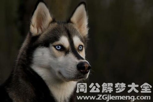 狗