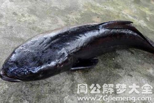 黑色大鱼