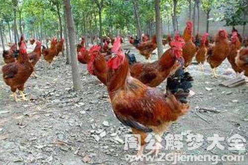 鸡公