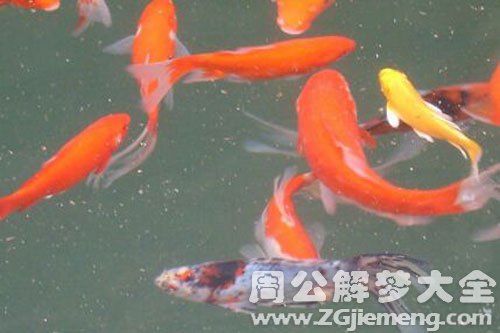 鱼在水里