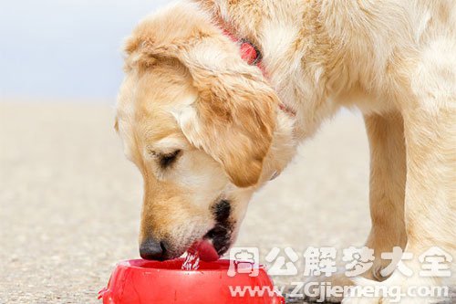 狗