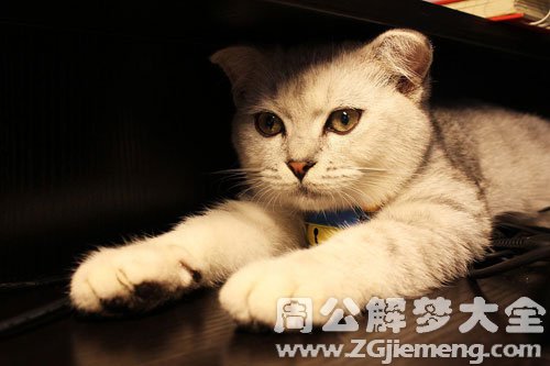 猫抓