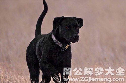 黑狗