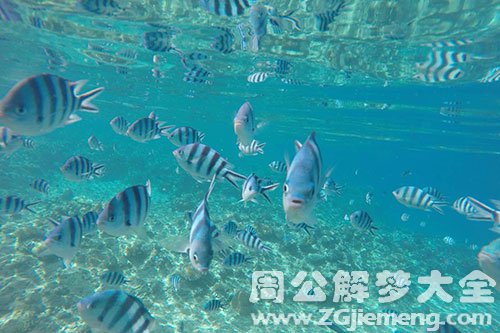 很多鱼