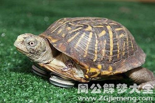 家里有乌龟