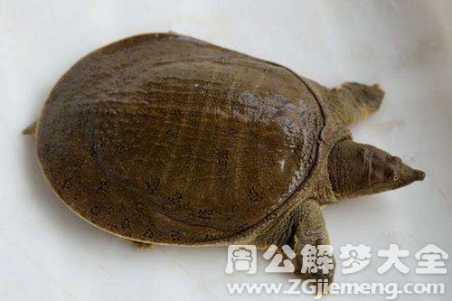 杀鳖