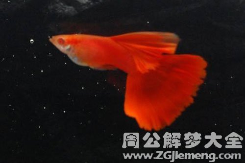 红鱼