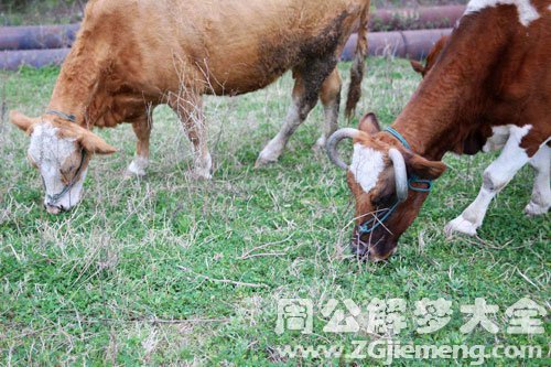 两头黄牛