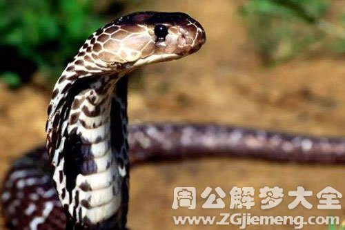 砍蛇