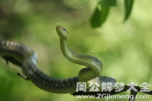 打不死的蛇