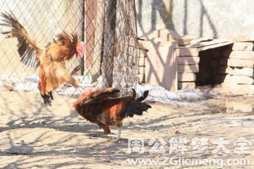鸡打架