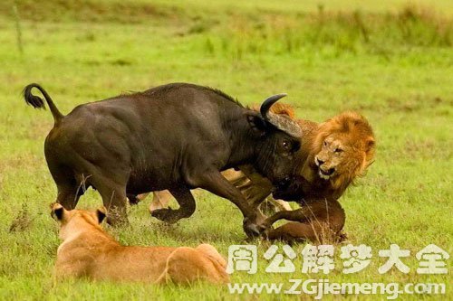 追牛