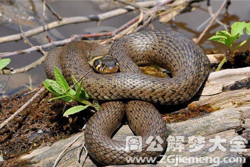 手指被蛇咬了