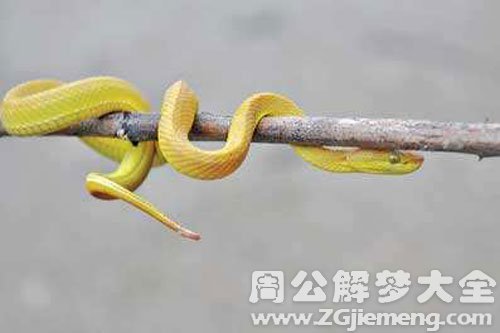 一堆小蛇