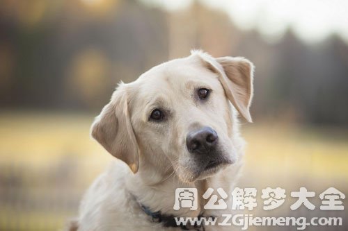 狗抱着我不放