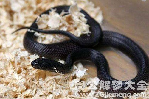 大黑蛇追我