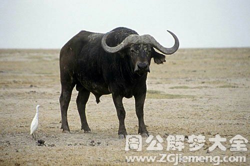 牛追我顶我
