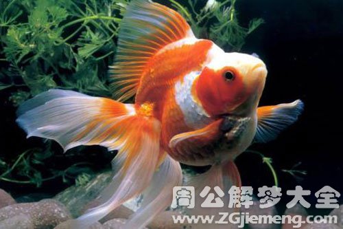捞到很多鱼