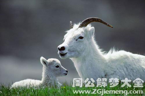 喂羊