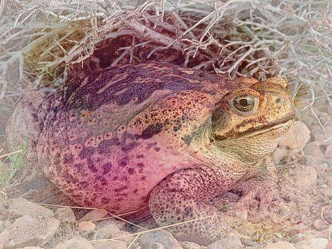 蟾蜍