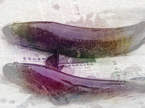 黑鱼