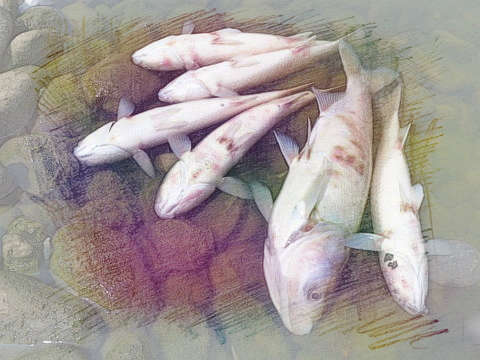 死鱼