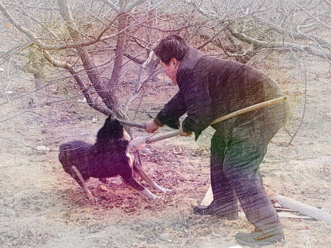 打狗