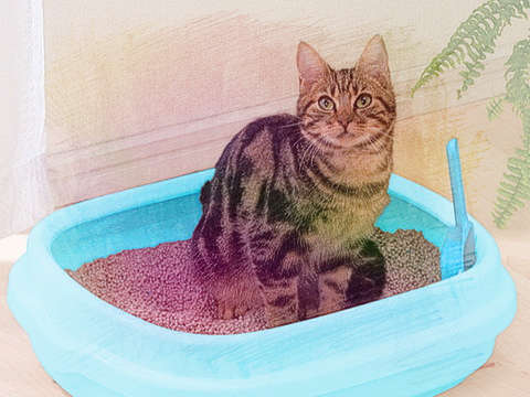 猫拉屎